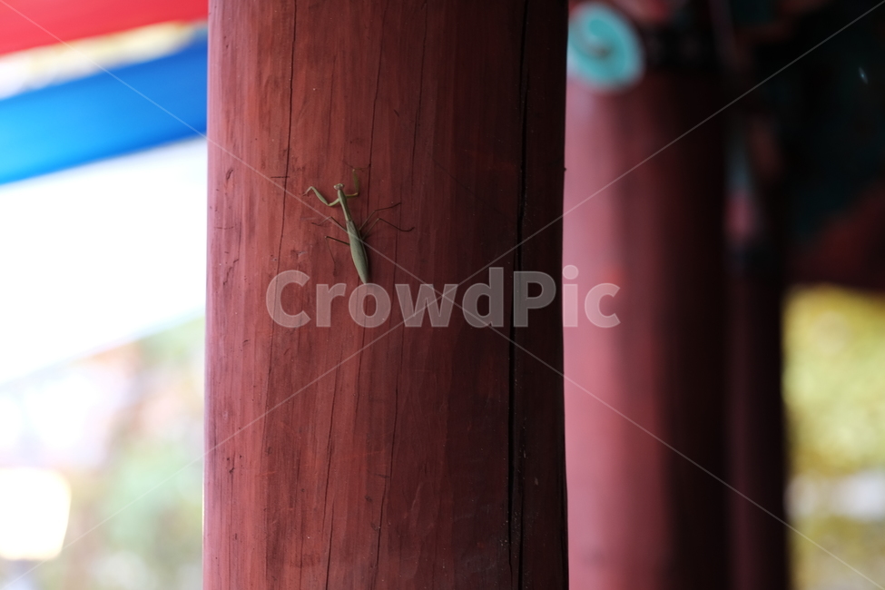자연,사마귀,곤충,전통,기둥,nature,insect,bug,동물,animal,곤충,벌레,insect,bug