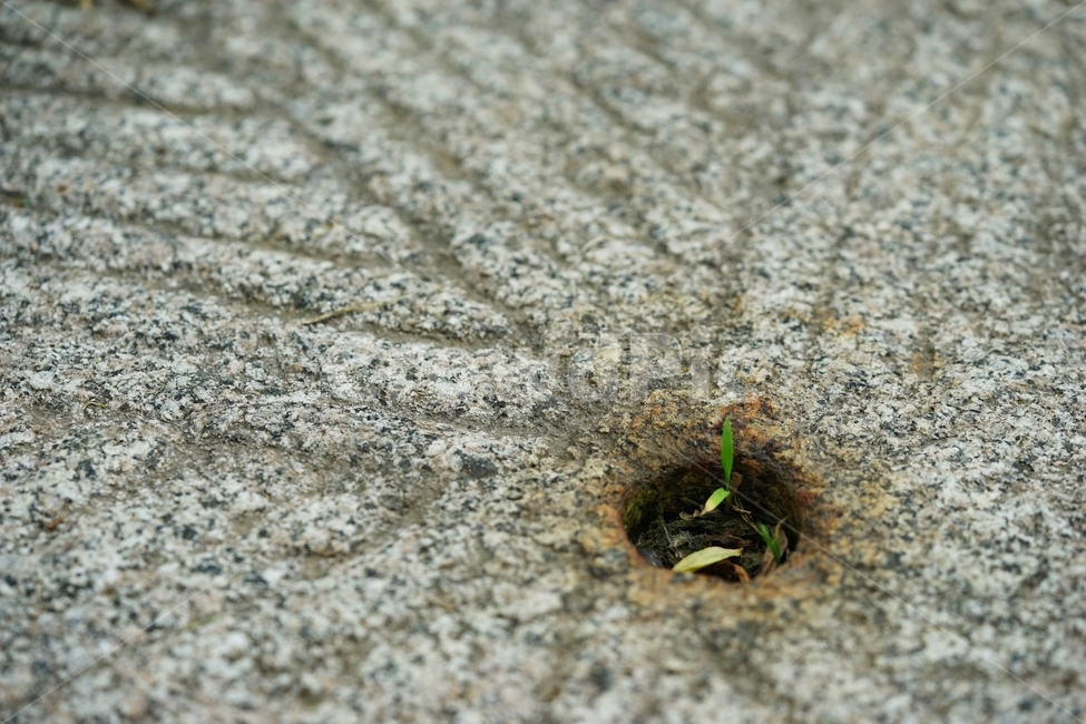 돌,발판,구멍,풀,들풀,잡풀,식물,자연,plants,nature