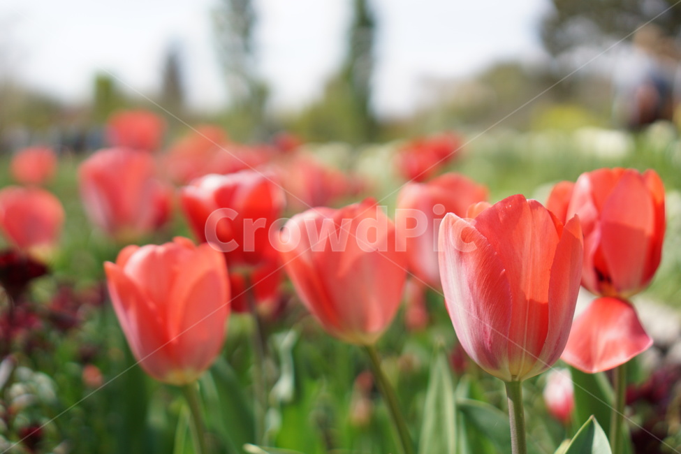 꽃,튤립,식물,정원,봄,가든,식물원,꽃밭,flower,tulip,plant,garden,green,초록이,주황튤립,주황색꽃,주황꽃