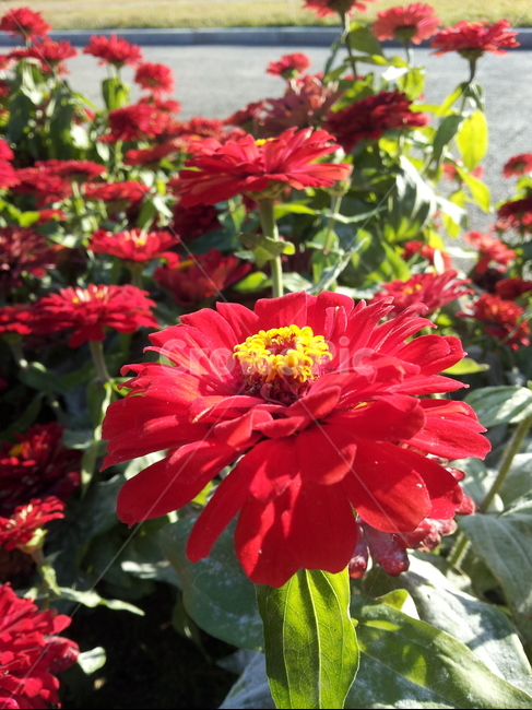 꽃,빨간색꽃,공원,봄,화사함,식물,자연,plants,nature,꽃,flower
