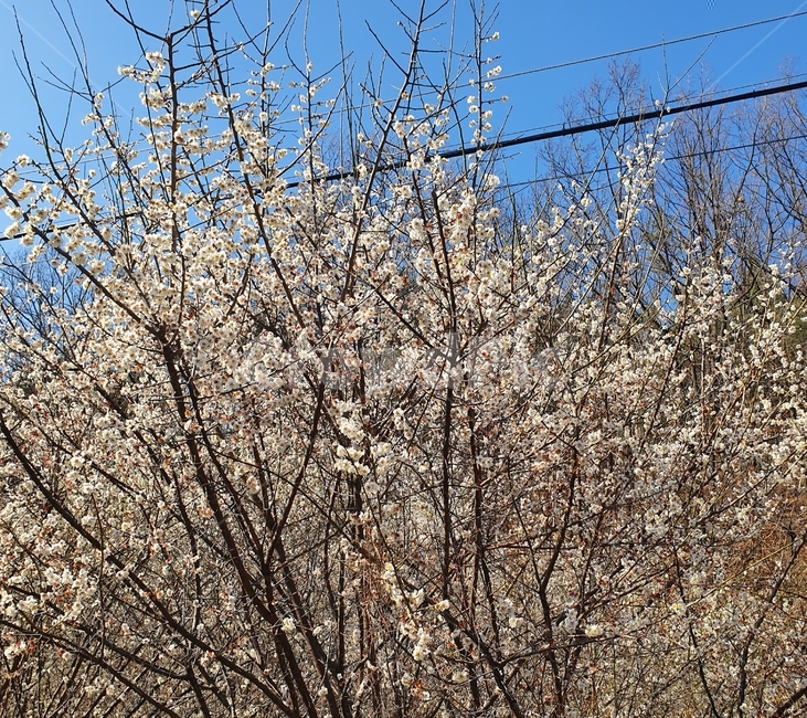꽃,봄,식물,spring,자연,natural