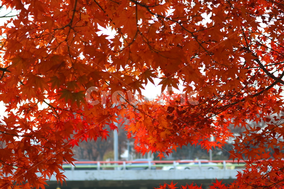 나무,단풍,단풍나무,식물,가을,자연,가을,계절,fall,autumn,season,식물,자연,plants,nature,leaf,잎,plant,tree,maple