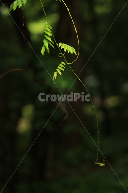 비,풍경,빗방울,소경,rain,비오는소경,식물,자연,plants,nature