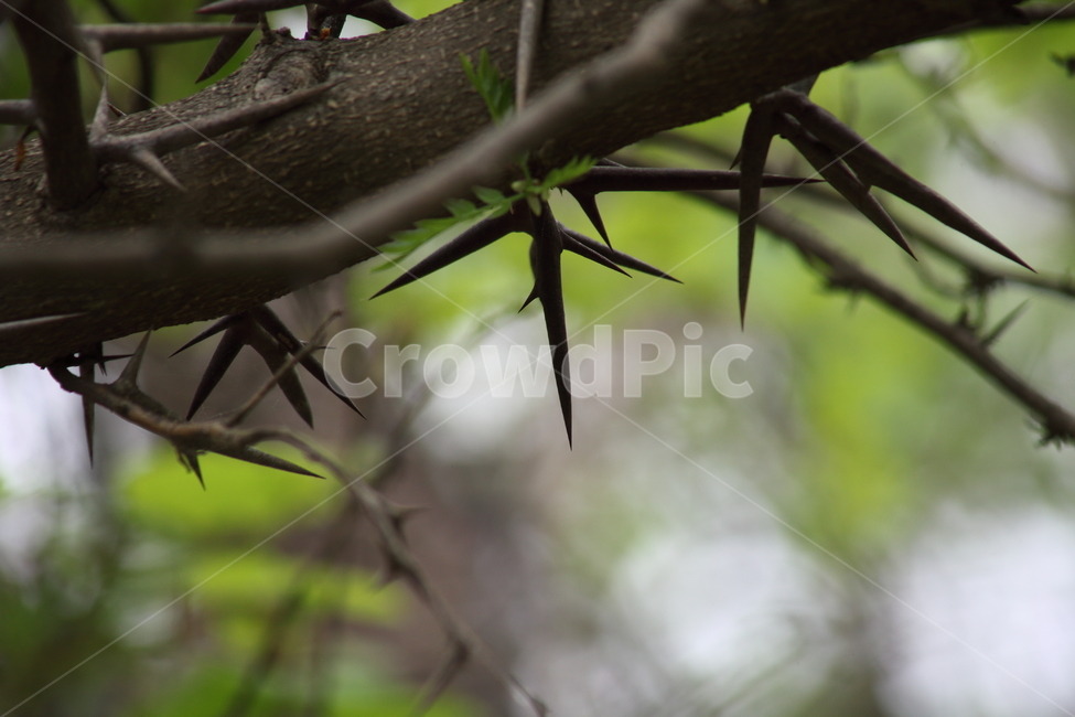 주엽나무,가시,식물,쥐엄나무,japanesehoneylocust