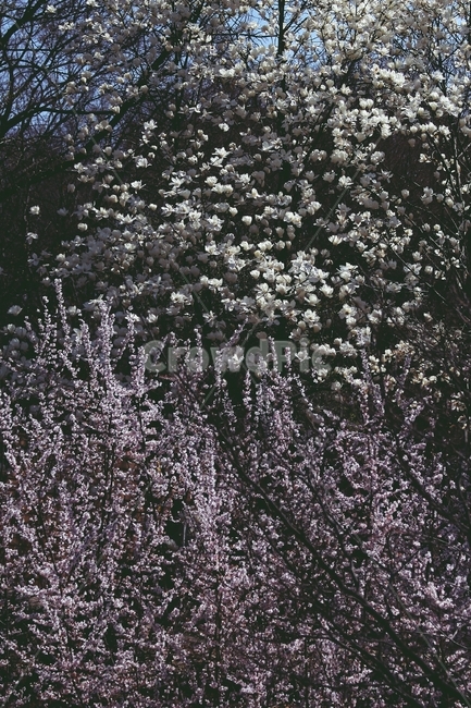 꽃,식물,flower,blossom,plant
