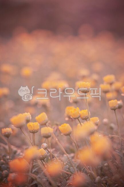 들국화,꽃밭,식물,아침이슬,plant
