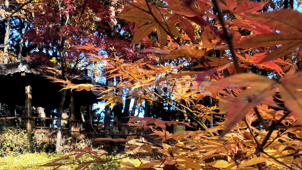 leaf,plant,잎,식물,tree,나무,maple,단풍,가을,공원,산책로,산책길,pavilion,gazebo,summerhouse,한국,입추,단풍놀이,정자