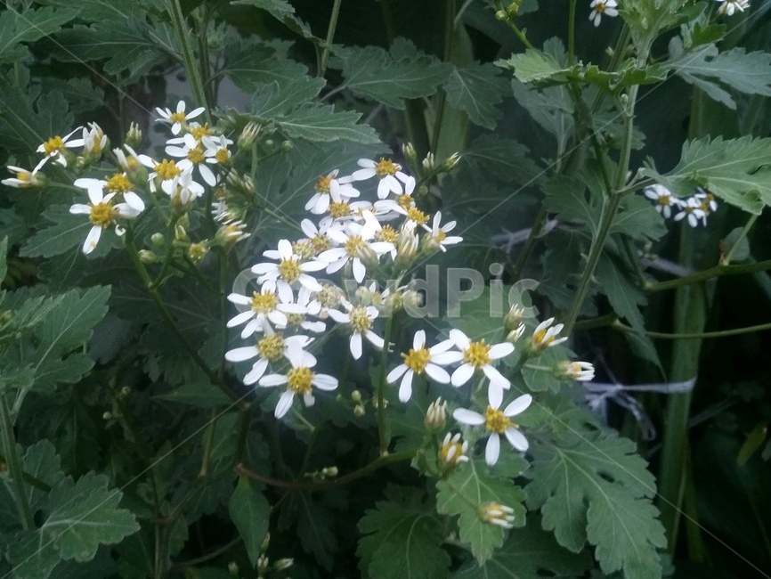 식물,plant,꽃,자연,flower,식물,자연,plants,nature