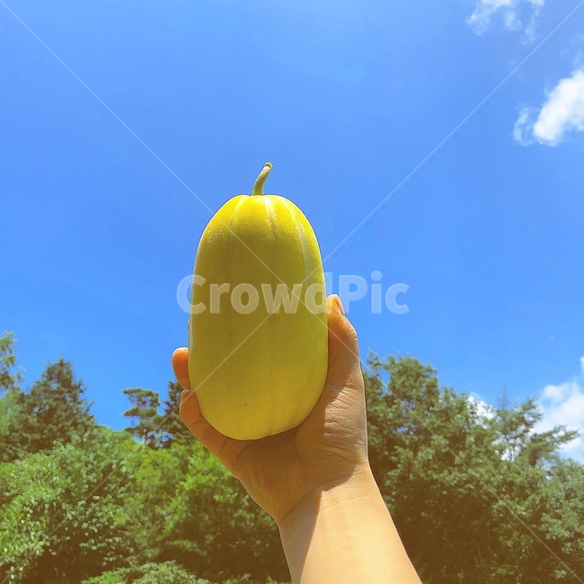 참외,손,하늘,나무,식물,신체일부,몸,body,과일,열매,fruit