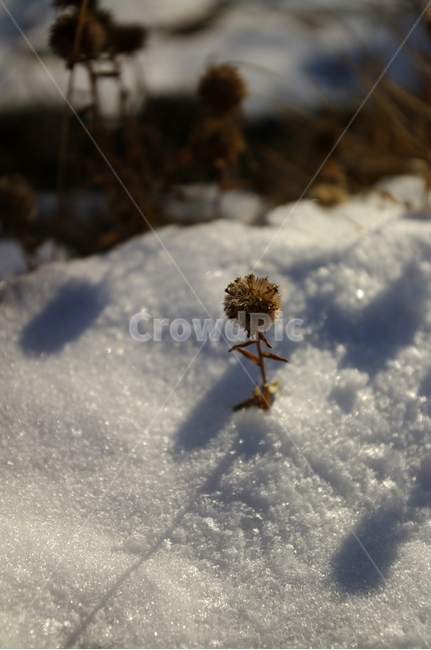 겨울,winnter,계절,식물,plant,자연,nature,겨울,계절,winter,season
