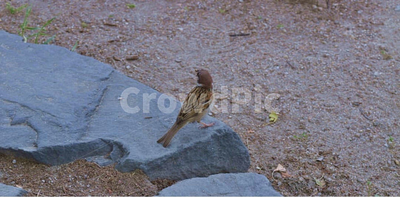 자연·풍경,동물,아침풍경,참새,돌,일상풍경,동물,animal,조류,새,birds