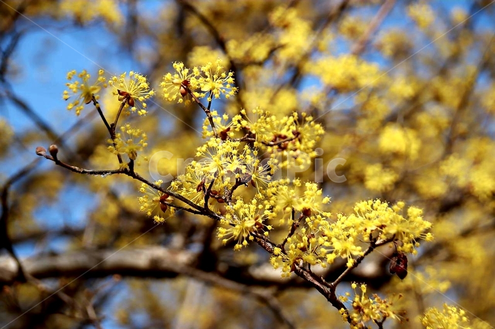 봄,꽃,산수유,노랑,구례,식물,자연,plants,nature,꽃,flower