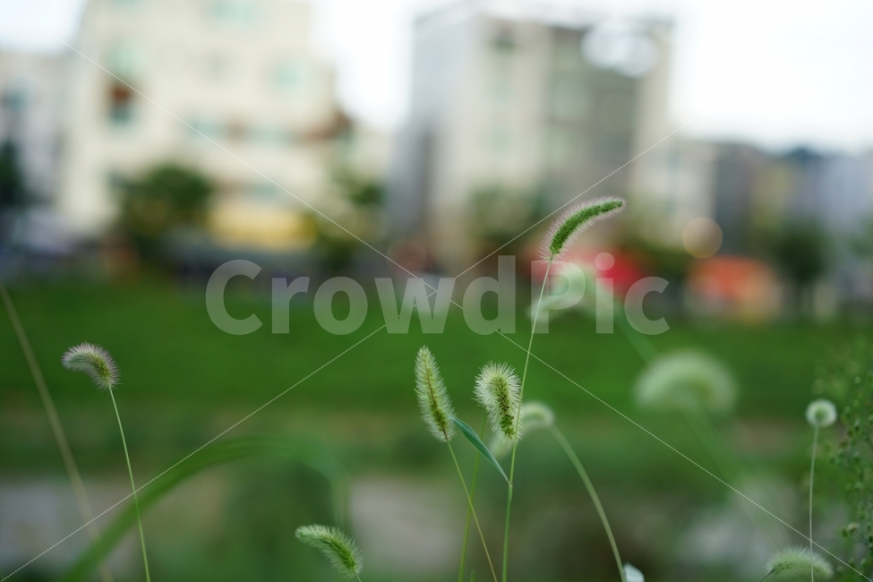 강아지풀,풀,일상,식물,생명,자연,일상사진,풍경사진,풍경,느낌,감성,감성사진,감성샷,일상샷,식물,자연,plants,nature,감성,sensible,feeling