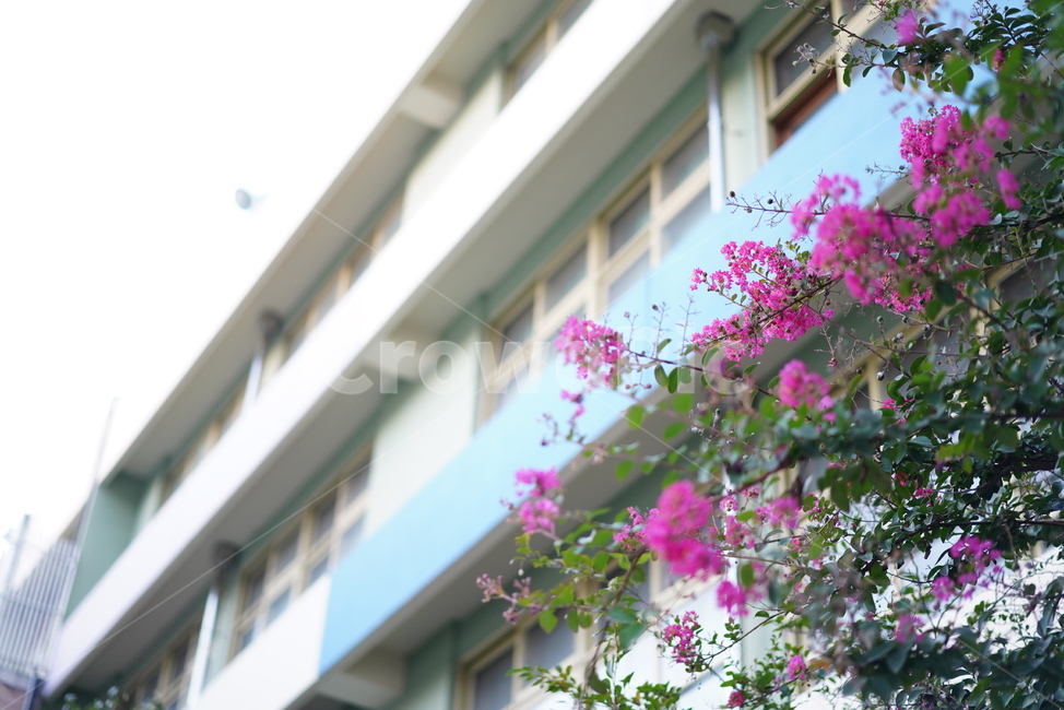 꽃,플라워,분홍,색감,flower,핑크,pink,생물,컬러,plant,식물,식물,자연,plants,nature,꽃,flower