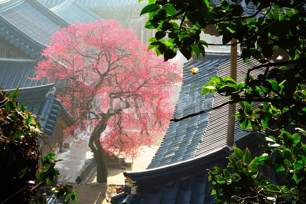 화엄사,구례,사찰,홍매화,천연기념물,한국전통,한국문화,korean traditional,korean culture,식물,자연,plants,nature,나무,trees,wood,종교,신앙,religion,belief,faith,휴식,힐링,rest,relaxation,healing