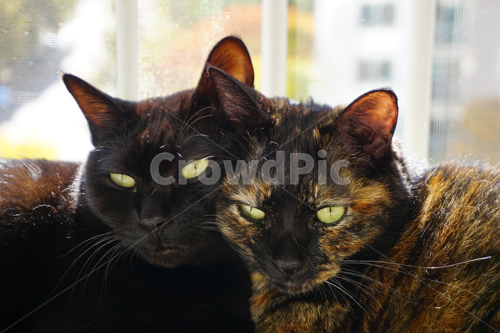 동물,고양이,블랙,코리안숏헤어,냐옹이,코숏,동물,animal,포유류,mammal,고양이,cat,kitten,kitty