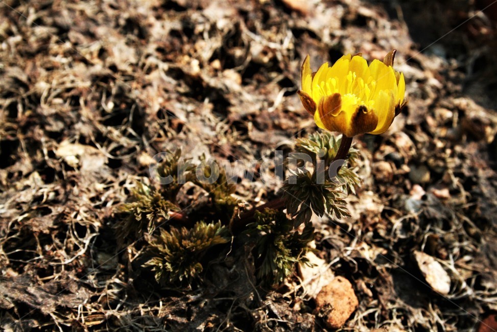 애기복수초,미나리아재빗과,야생화,봄꽃,여러해살이풀,식물,자연,plants,nature,꽃,flower