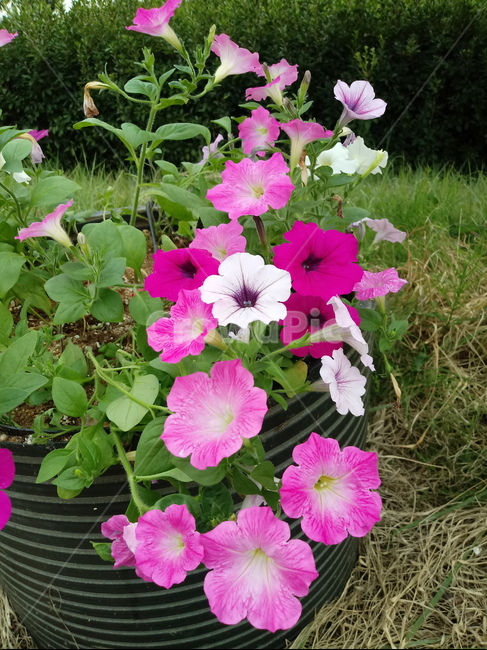 페튜니아,꽃,식물,plant,flower,petunia,식물,자연,plants,nature,꽃,flower