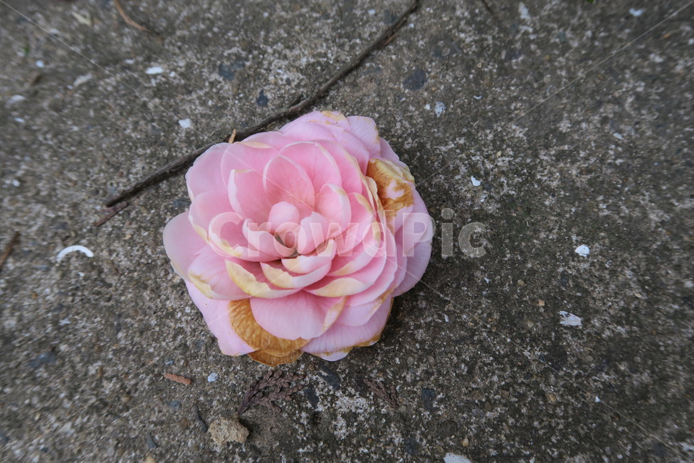 꽃,동백꽃,flower,겨울꽃,camellia,동백나무,분홍꽃