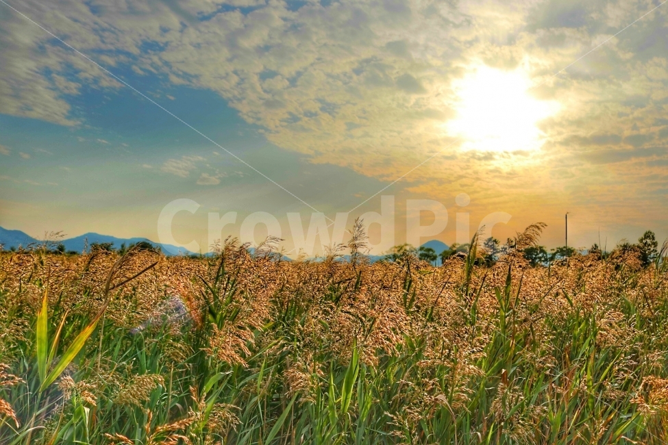 가을,갈대,갈대밭,순천,순천여행,저녁,자연,풍경,nature,landscape,가을,계절,fall,autumn,season,grass,잔디,plant,식물