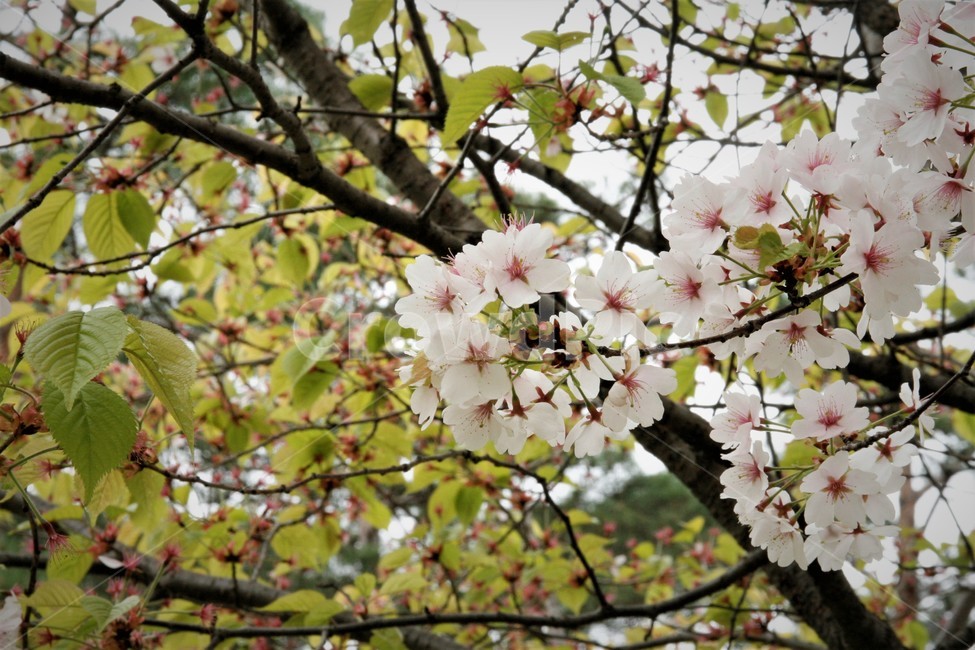 봄,벚꽃,벚꽃놀이,풍경,봄꽃,봄,계절,spring,season,식물,자연,plants,nature,꽃,flower,plant,blossom