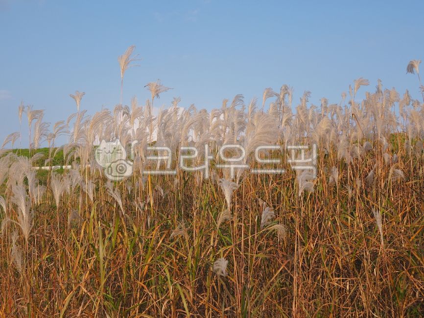 plant, 식물, reed, 갈대, sun, 사진,이미지,일러스트,캘리그라피 - Hahaho작가