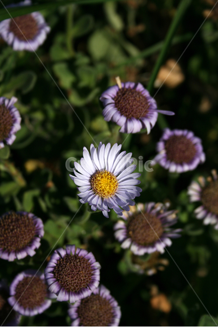 소국,식물,flower,plants,nature,꽃,꽃봉오리,가을,가을향,식물,자연,plants,nature,꽃,flower