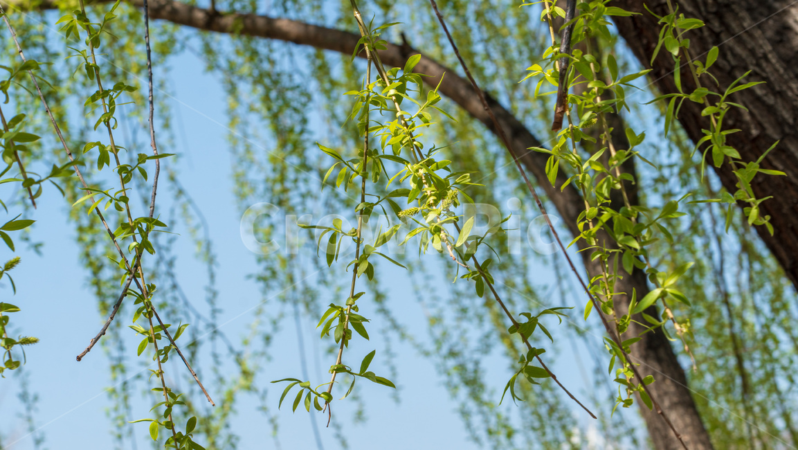버드나무,초록잎,나무,능수버들,salixkoreensisanderss,버들잎,식물,자연,plants,nature,나무,trees,wood