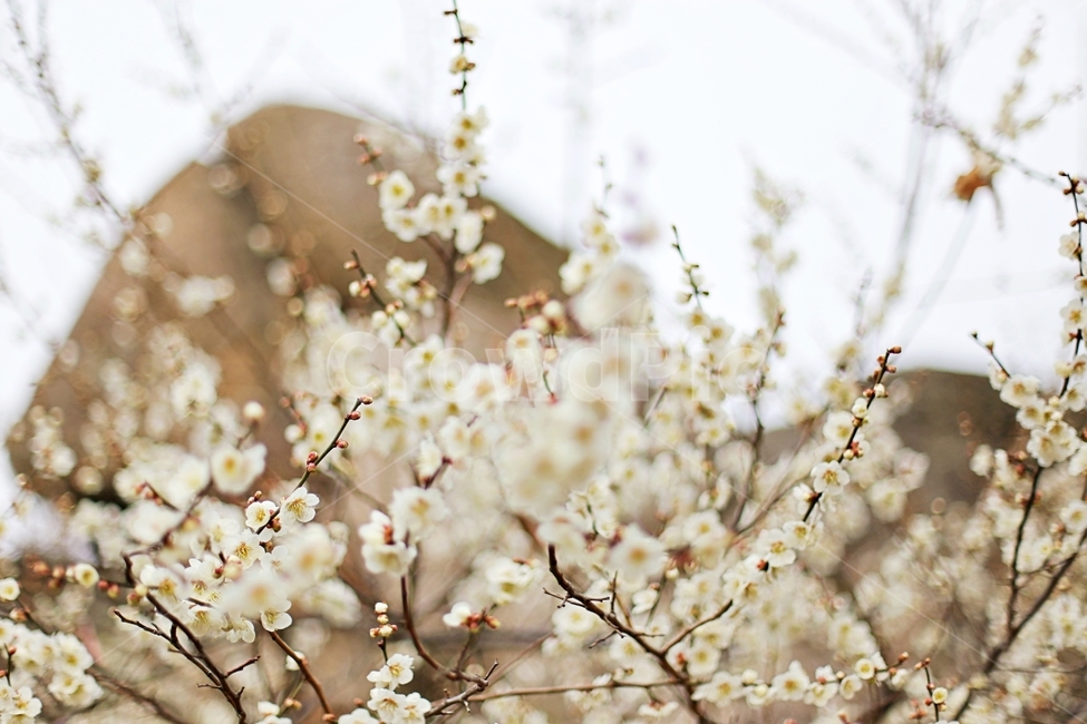 하동,경남하동,매화마을,매화축제,매화꽃,매화,꽃,flower,hadong,봄,계절,spring,season,식물,자연,plants,nature,꽃,flower,plant,blossom