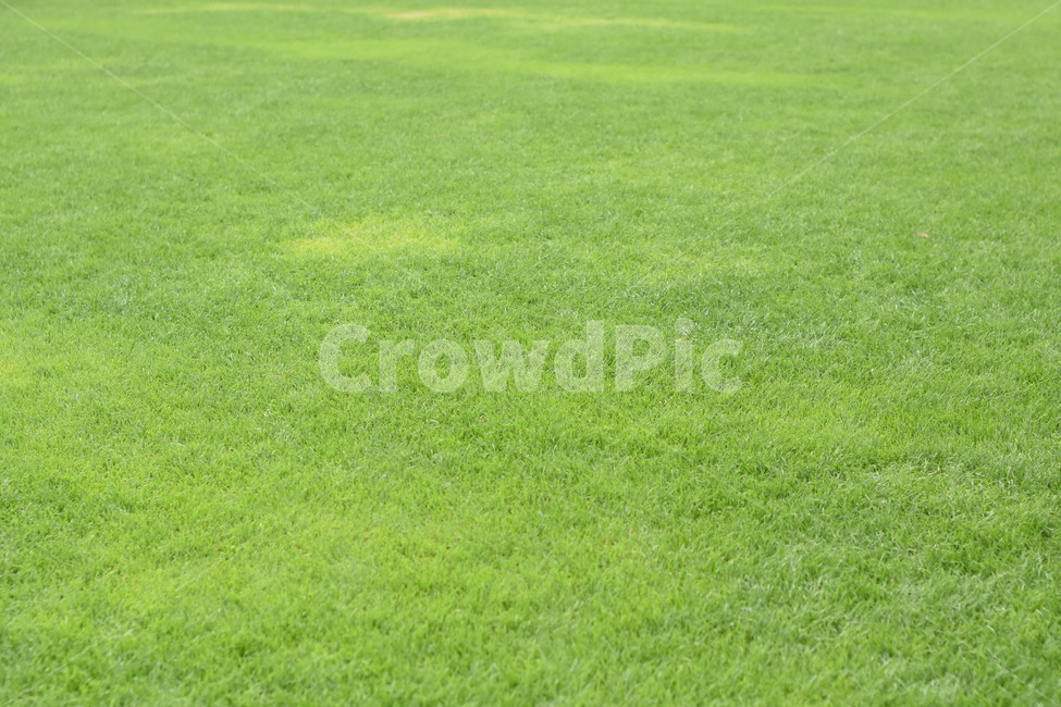 grass,녹색,잔디,그린,green,잔디밭