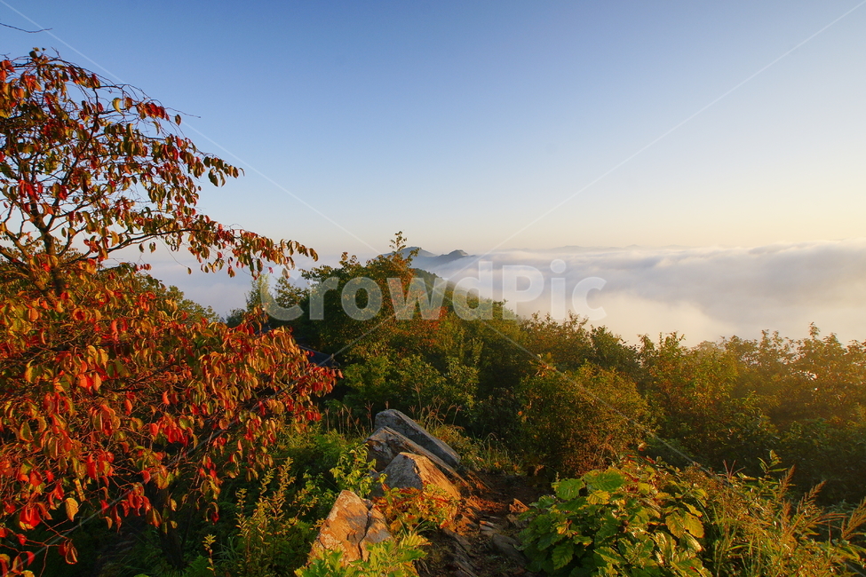 구룡산,대청호,단풍,운해,산,가을,계절,fall,autumn,season,자연,풍경,nature,landscape,plant,식물,leaf,잎,tree,나무