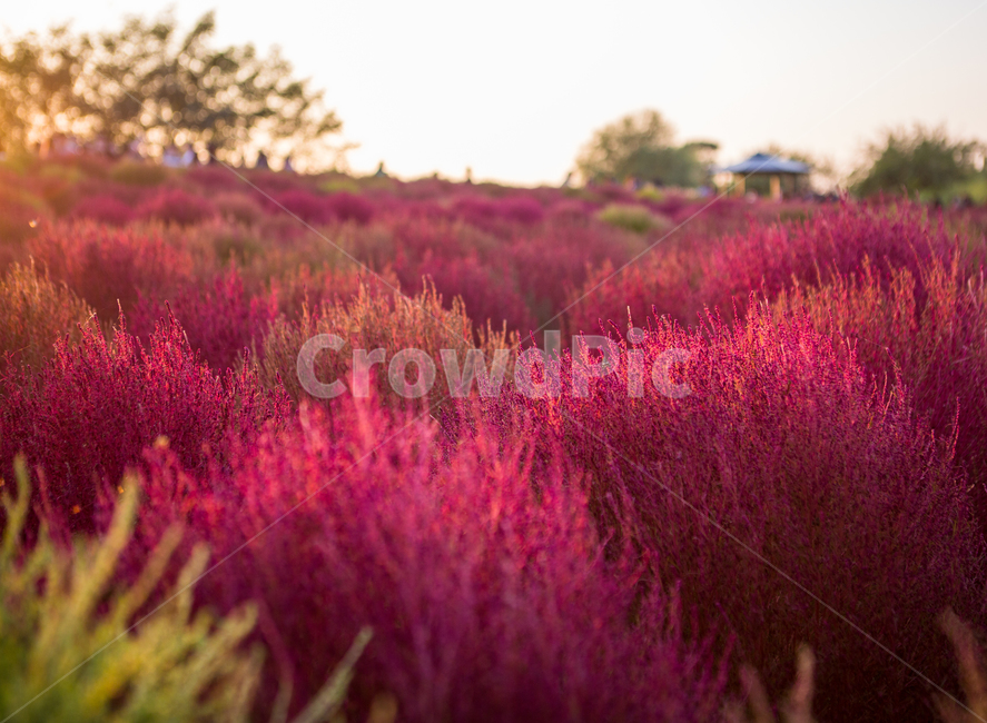 댑싸리,하늘공원,자연,풍경,식물,nature,색깔,한국자연풍경,koreanaturelandscape,가을,계절,fall,autumn,season