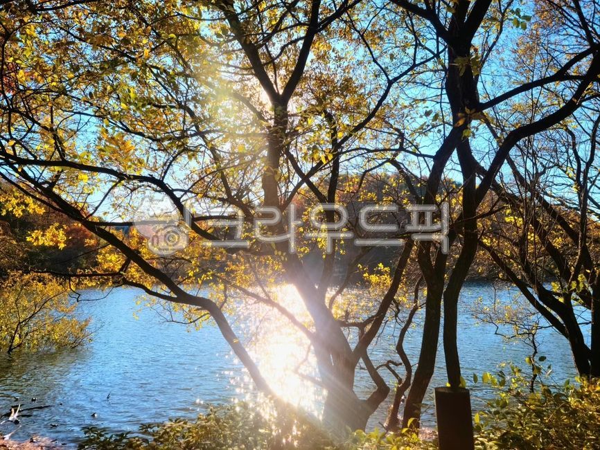풍경, 나무, 햇살, sunlight, vegetation, 사진,이미지,일러스트,캘리그라피 - bluewinny5작가
