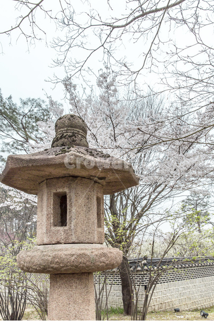 봄,석상,풍경,조형물,담장,벗꽃,돌담길,석등,봄,계절,spring,season,한국전통,한국문화,korean traditional,korean culture,조각상,동상,석상,조형물,statue,bronze statue,stone statue,종교,신앙,religion,belief,faith,건축물,건물외관,exterior,building,structure,architecture,construction