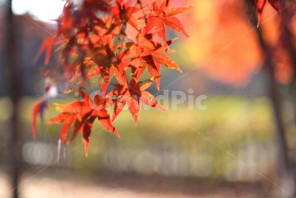 단풍,단풍잎,식물,단풍나무,가을,붉은,가을,계절,fall,autumn,season