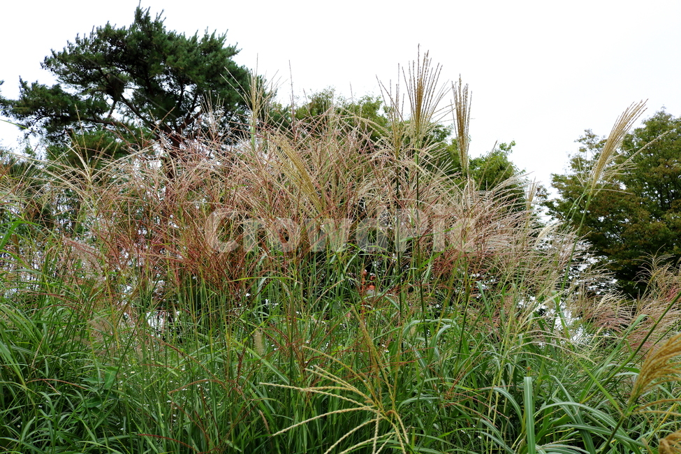 억새,풀,억새풀,식물,자연,벼과,벼과식물,들풀,두영,식물,자연,plants,nature