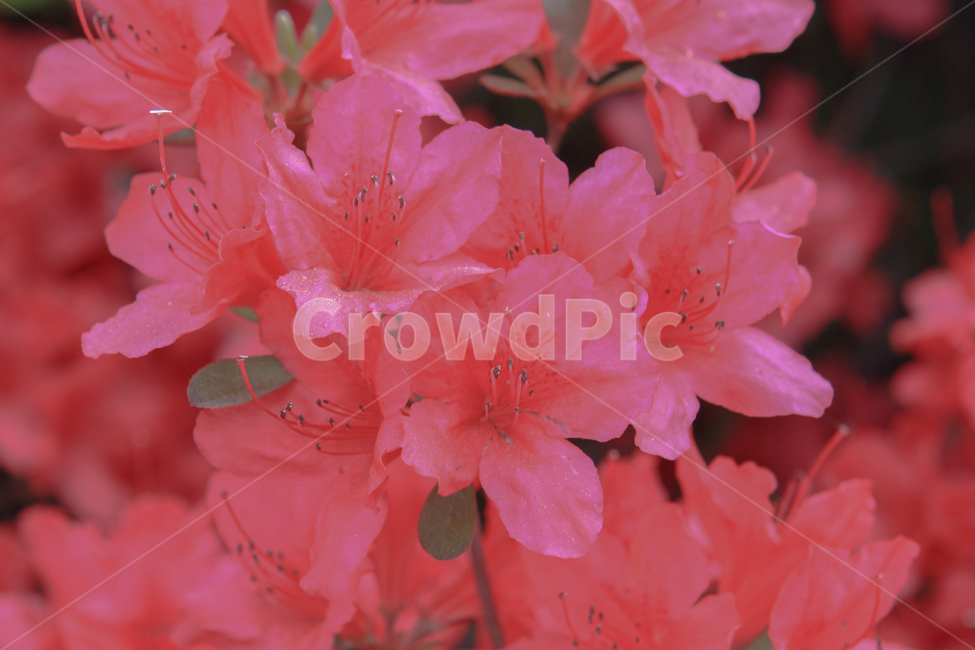 진달래,꽃,진달래축제,분홍,핑크,색깔,색감,자연,식물,봄,계절,azalea,flower,pink,color,nature,plants