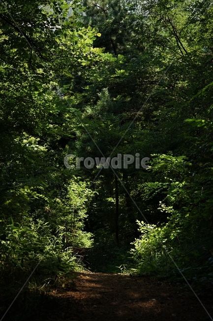 숲,자락길,나무,초록,신록,자연,woods,nature,green,cool,summer,walkaway,힐링,휴식,시원함,고요함,healing,relaxation,calm,forestbathing,freshness,자연,풍경,nature,landscape,vegetation,초목,plant,식물,tree,forest,woodland,삼림지,outdoors,옥외,land,땅
