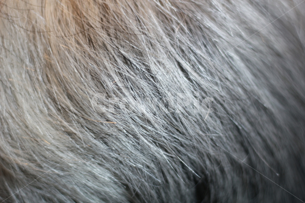 백발,힌머리,반백,하얀머리,인물,중년,검은머리,염색,hair,머리,사람,인물,인간,human,person,신체일부,몸,body,노인,어르신,old man, senior citizen