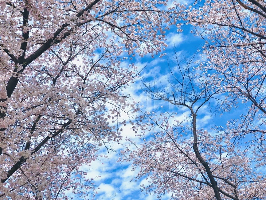 자연,나무,꽃,벚꽃,봄,nature,tree,plant,flower,blossom,cherryblossom,spring,봄,계절,spring,season,식물