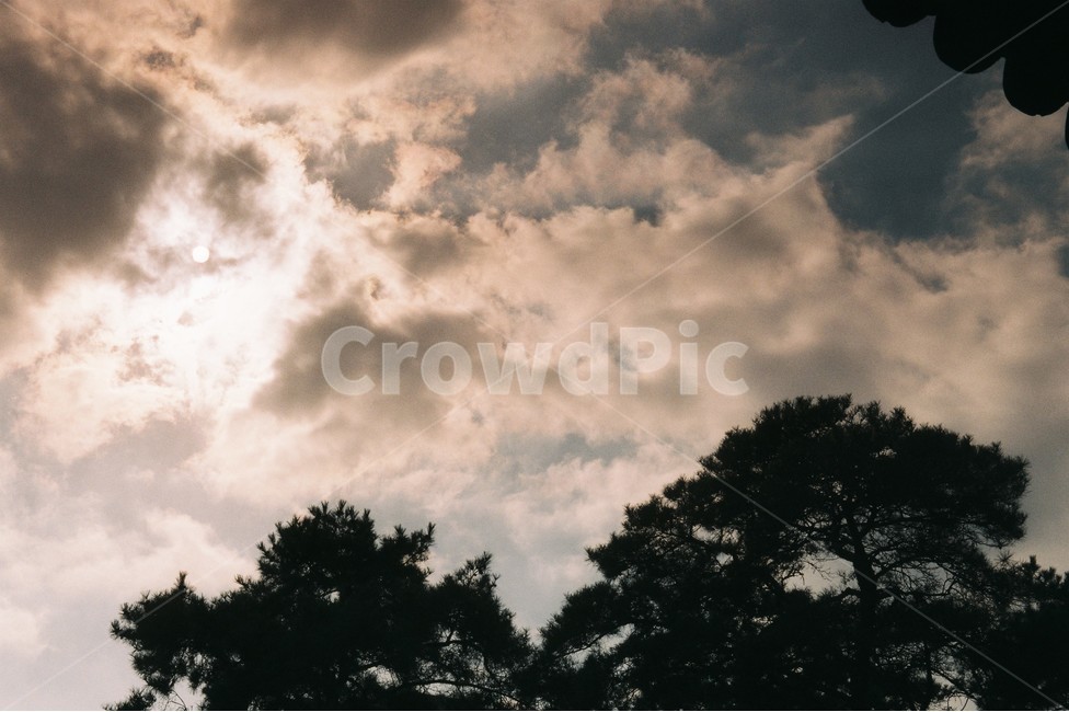 하늘,나무,태양,필름사진,구름,자연,풍경,nature,landscape,weather,날씨,outdoors,옥외