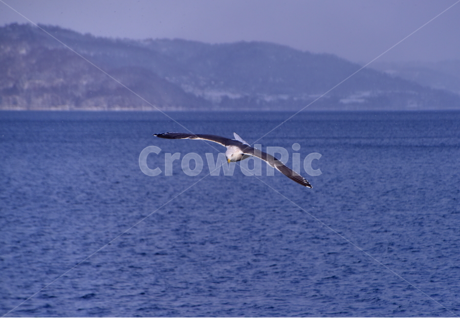 갈매기,비상,호수,겨울,새,seagull,bird,lake,winter,동물,animal,조류,새,birds