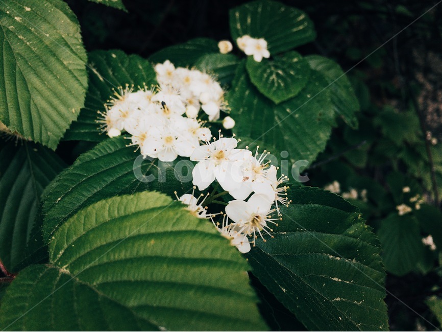 꽃,식물,flower,흙,땅,식물,자연,plants,nature,꽃,flower