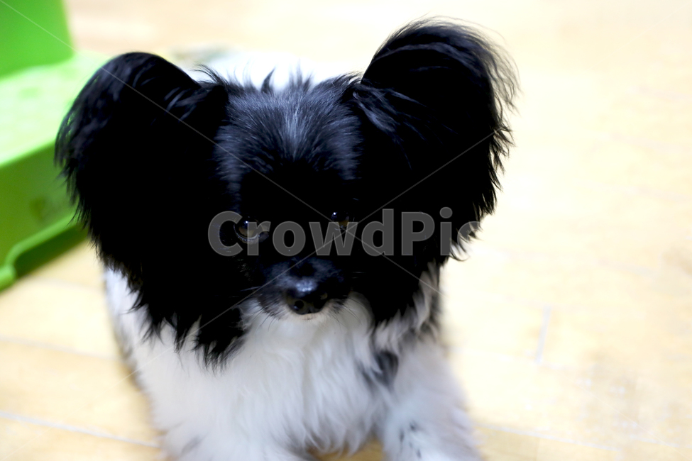 애견,강아지,귀여움,빈려견,dog,개,동물,동물,animal,포유류,mammal,개,강아지,dog,doggy