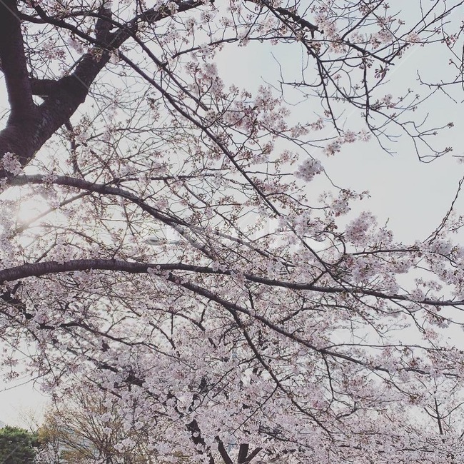 벚꽃,식물,plant,나무,봄