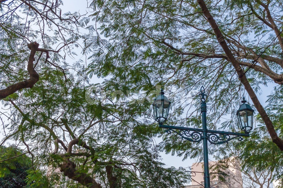하늘,가로등,잎,나무,sky,streetlamp,leaf,tree