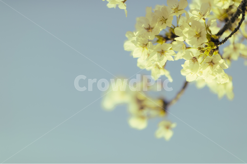 하늘,벚꽃,꽃,빛,햇빛,노랑,노르스름,노란,노랗다,해,노을,봄,계절,spring,season,식물,자연,plants,nature,꽃,flower,감성,sensible,feeling,plant
