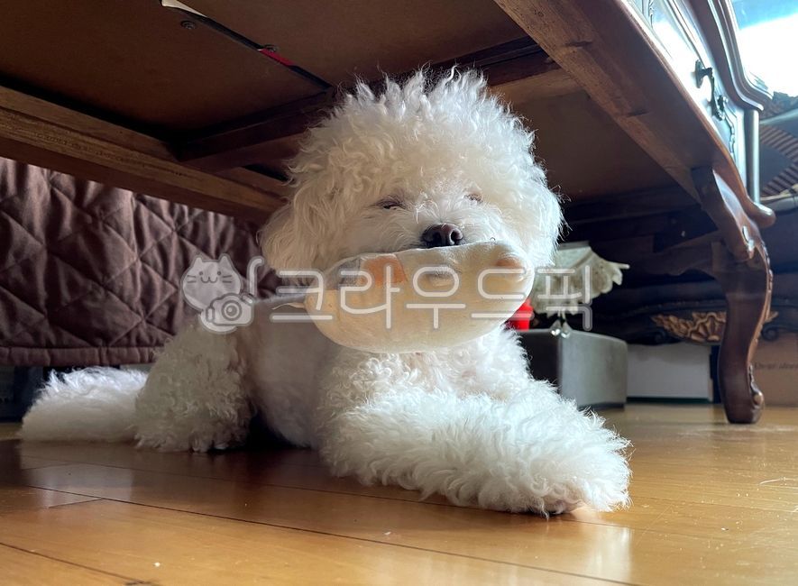 강아지,개,동물,반려견,애완견,애완동물,반려동물,귀여운,졸린,비숑,비숑프리제,puppy,dog,animal,sleepy,cute,lovely,bichon