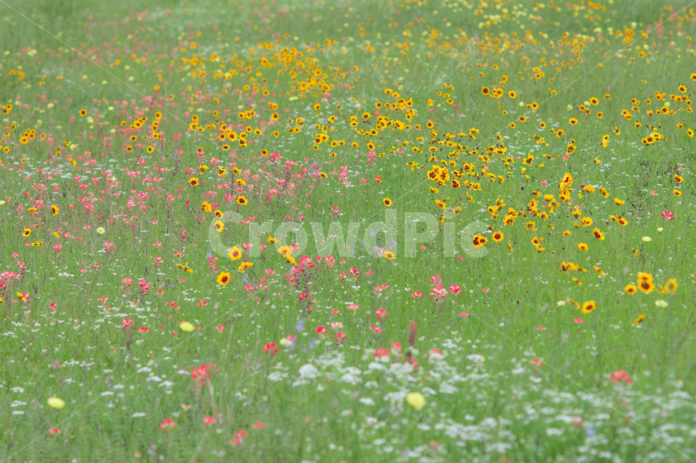 들판,grassland,목초지,outdoors,옥외,자연,nature,들,field,countryside,식물,자연,plants,nature,꽃,flower