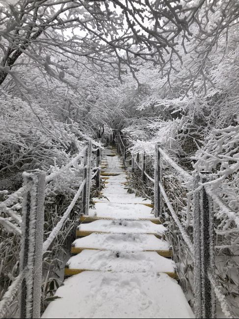 한라산,눈꽃,눈꽃산행,설산,눈꽃전망대,겨울,계절,winter,season